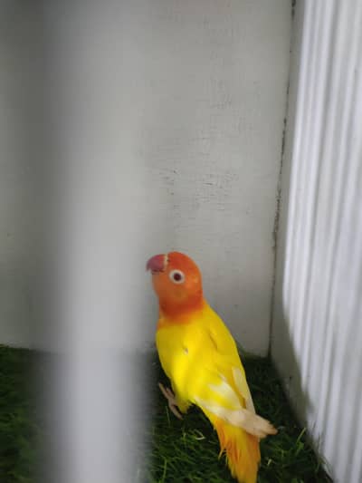 lutino opaline visual female with dna