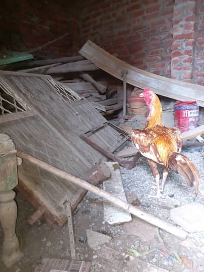 pure aseel hens and cocks and pathy pathiyan and chicks healthy
