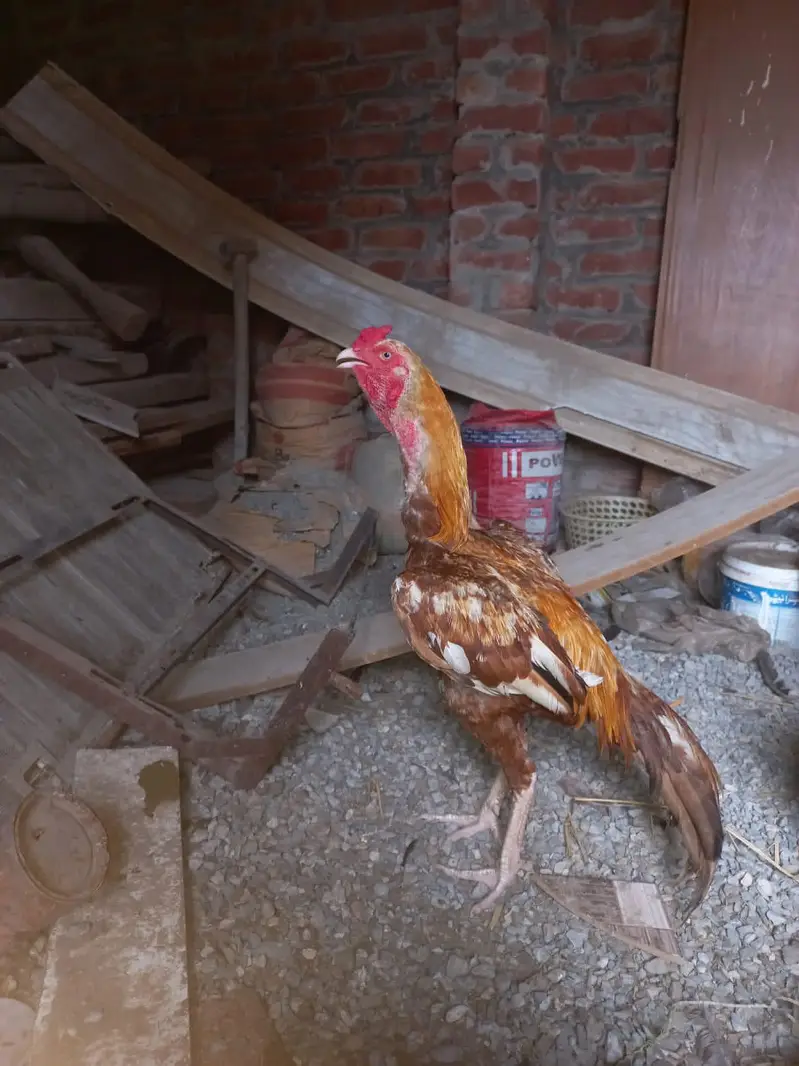 pure aseel hens and cocks and pathy pathiyan and chicks healthy — photo 2