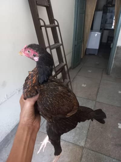 pure aseel hens and cocks and pathy pathiyan and chicks healthy