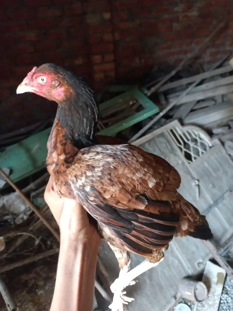 pure aseel hens and cocks and pathy pathiyan and chicks healthy — photo 4