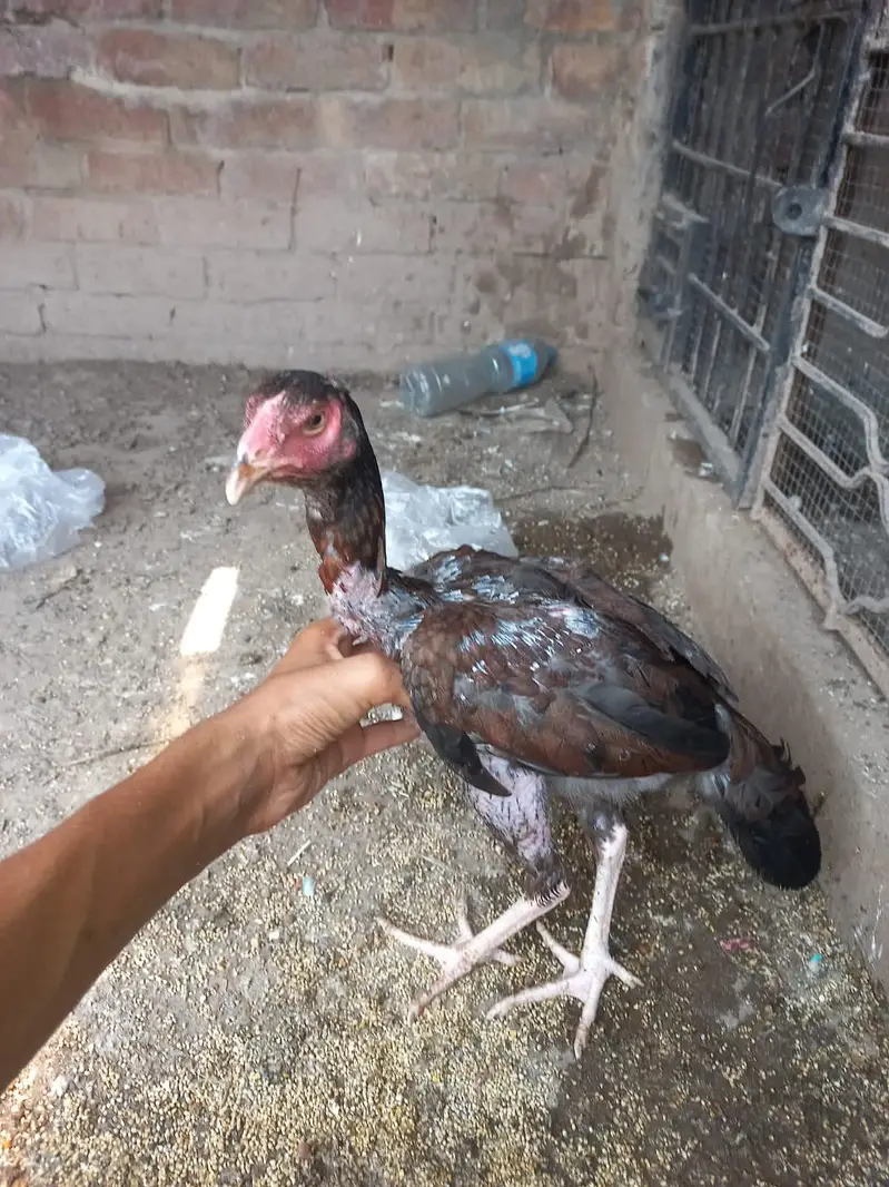 pure aseel hens and cocks and pathy pathiyan and chicks healthy — photo 5