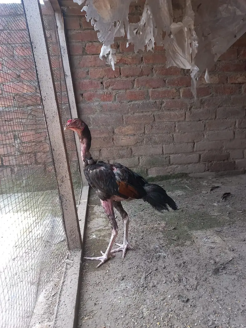pure aseel hens and cocks and pathy pathiyan and chicks healthy — photo 7