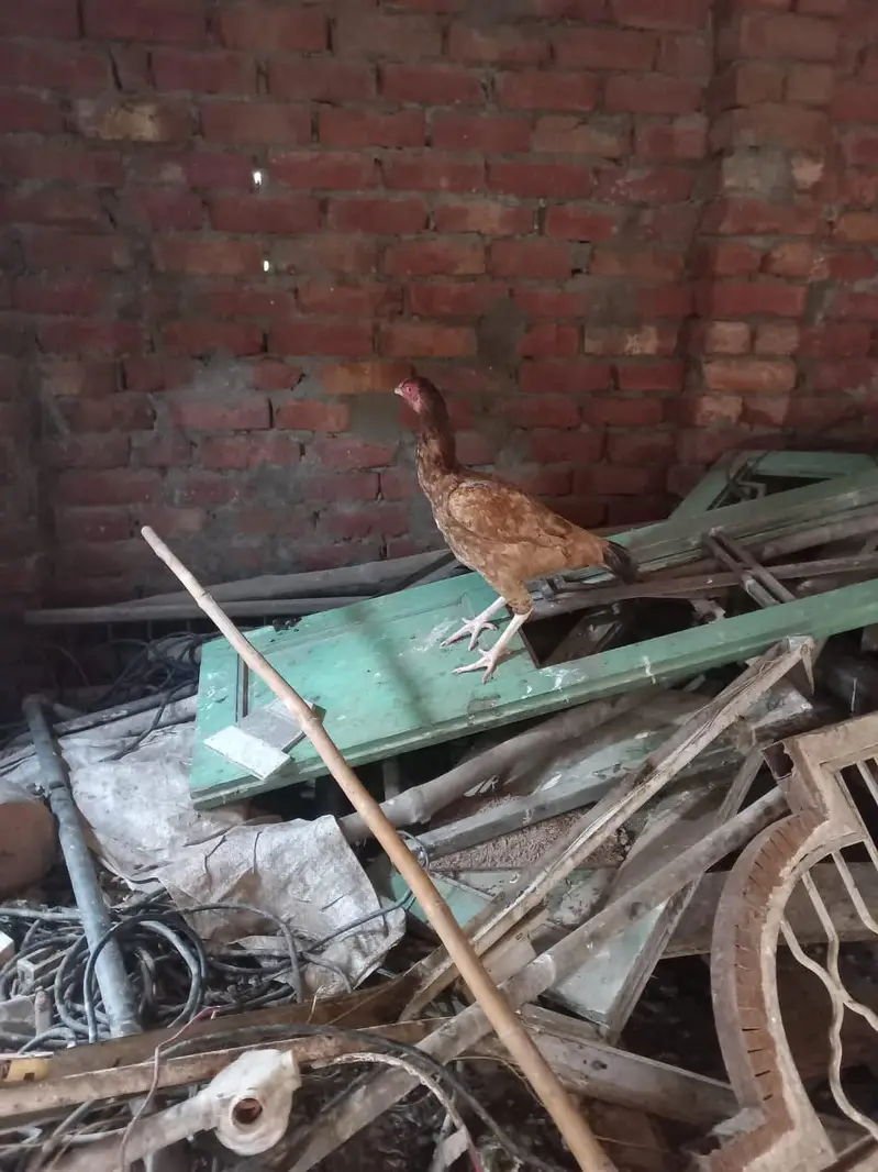 pure aseel hens and cocks and pathy pathiyan and chicks healthy — photo 8
