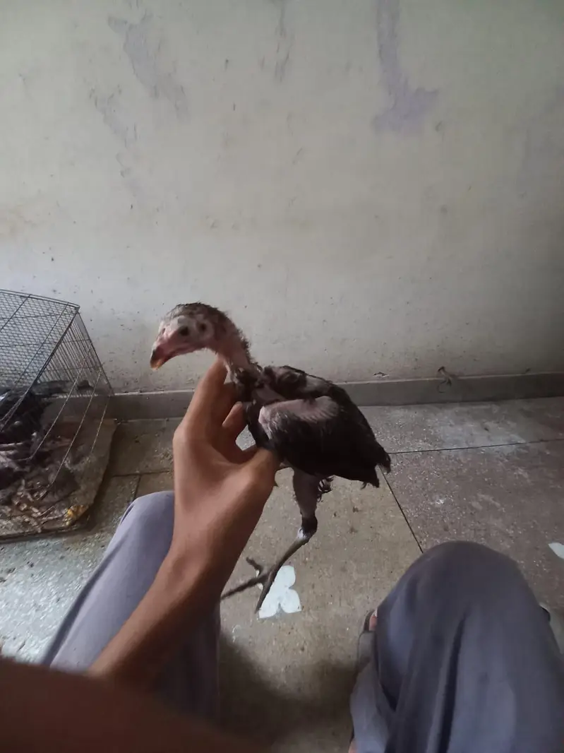 pure aseel hens and cocks and pathy pathiyan and chicks healthy — photo 9
