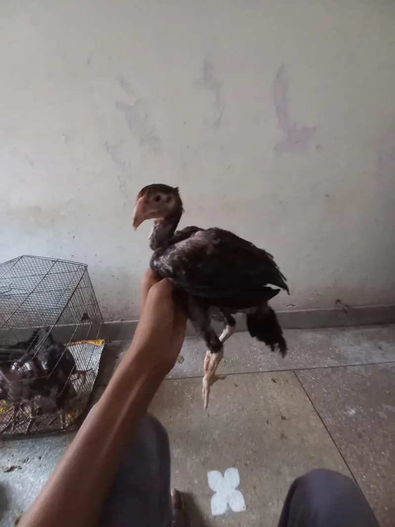 pure aseel hens and cocks and pathy pathiyan and chicks healthy — photo 10
