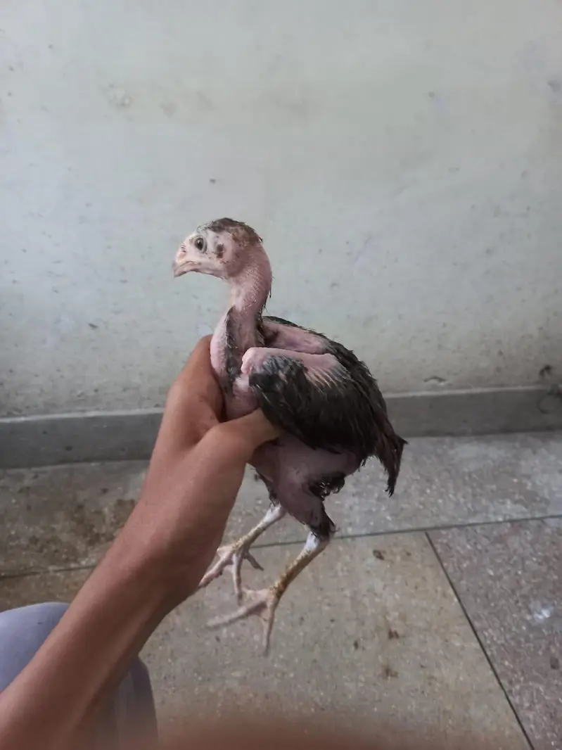 pure aseel hens and cocks and pathy pathiyan and chicks healthy — photo 12