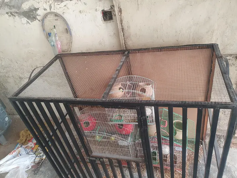 Iron Cage — photo 2
