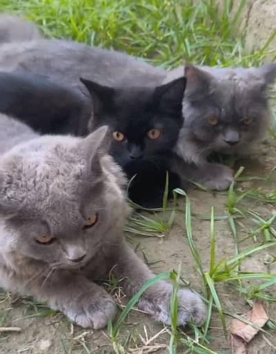 Beautiful Long Hair Persian Cats Available – Grey & Black