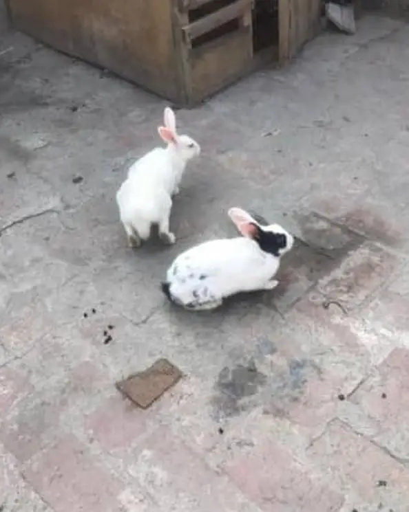 rabbit adult pair for sale 03224186572