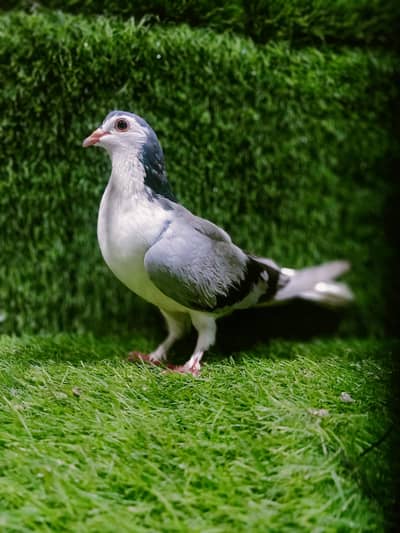 Silver Sherazi  Breder Female For sale