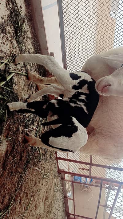 Gulabi Dumbii with female kid