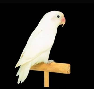 LOVE BRIDS FOR SALE
