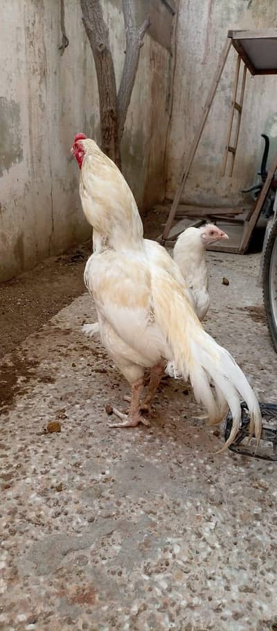 Pure Aseel Heera Pair For Sale And Zero Size Mianwali Rooster For Sale