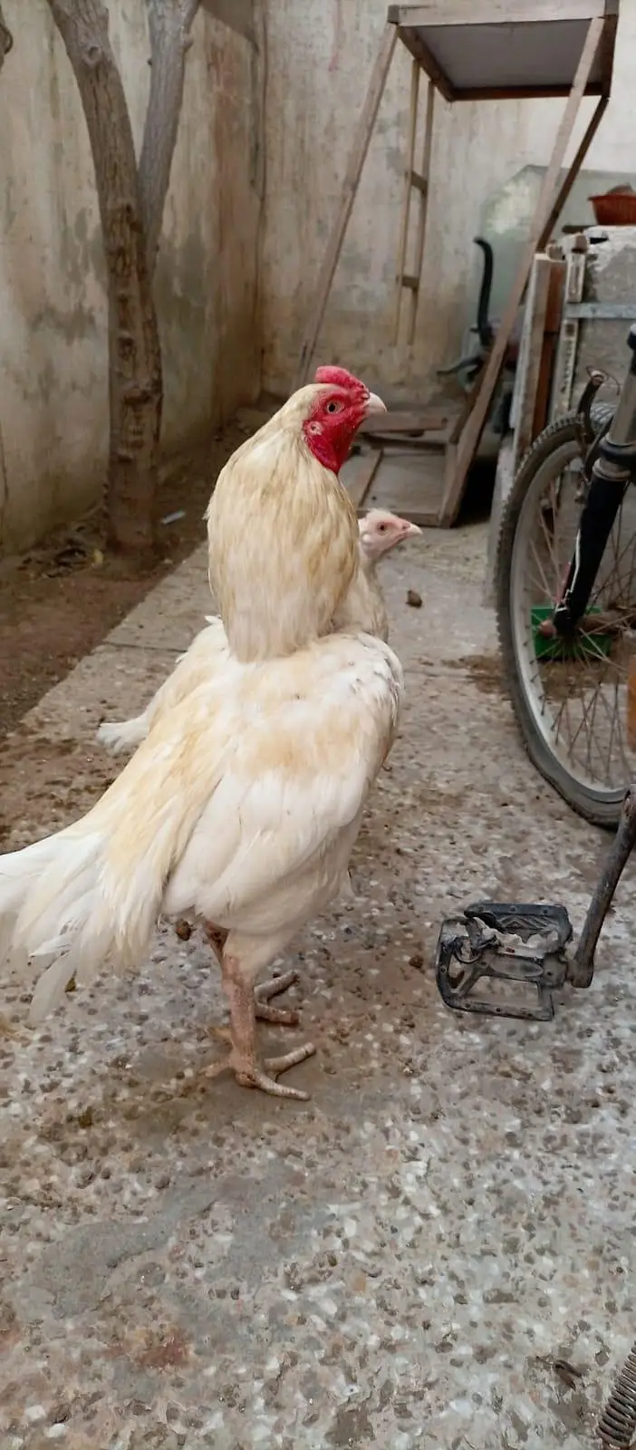 Pure Aseel Heera Pair For Sale And Zero Size Mianwali Rooster For Sale — photo 2