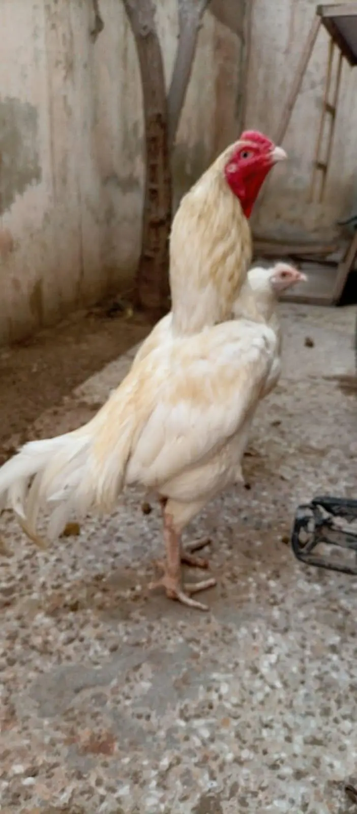 Pure Aseel Heera Pair For Sale And Zero Size Mianwali Rooster For Sale — photo 3