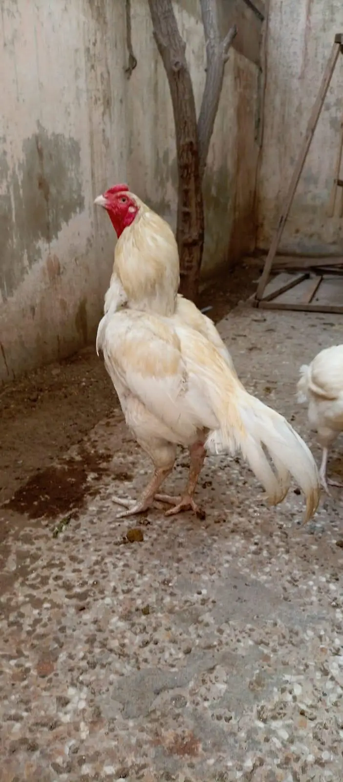 Pure Aseel Heera Pair For Sale And Zero Size Mianwali Rooster For Sale — photo 4