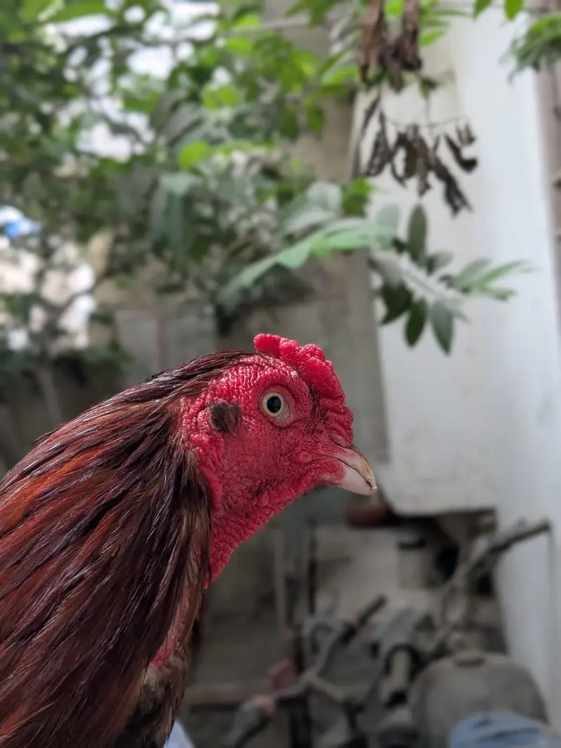 Pure Aseel Heera Pair For Sale And Zero Size Mianwali Rooster For Sale — photo 5