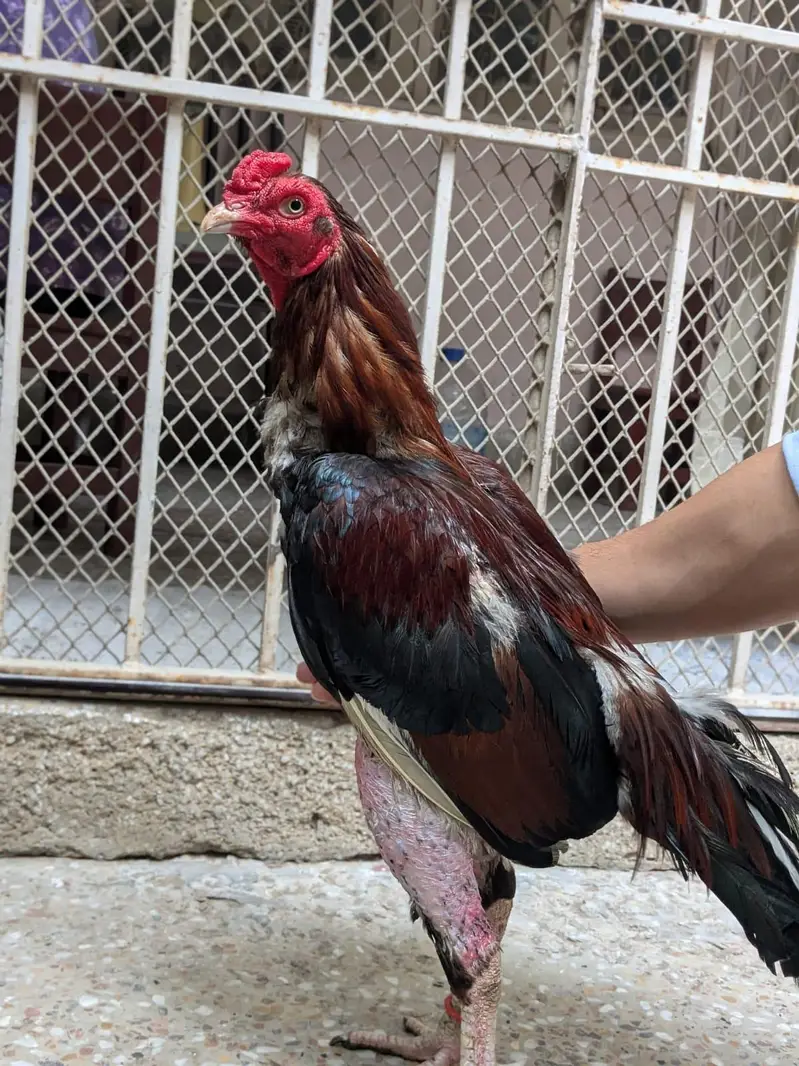 Pure Aseel Heera Pair For Sale And Zero Size Mianwali Rooster For Sale — photo 6