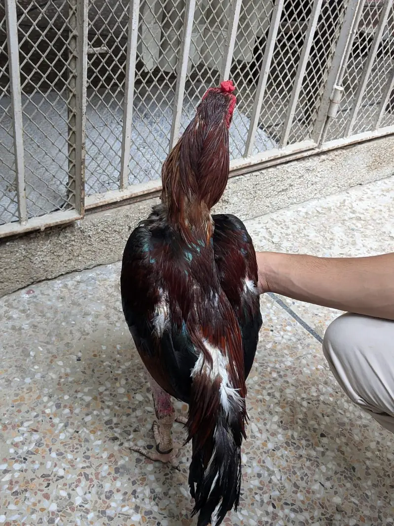 Pure Aseel Heera Pair For Sale And Zero Size Mianwali Rooster For Sale — photo 7