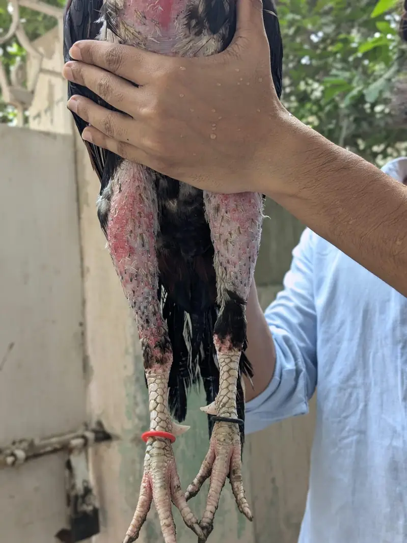 Pure Aseel Heera Pair For Sale And Zero Size Mianwali Rooster For Sale — photo 8