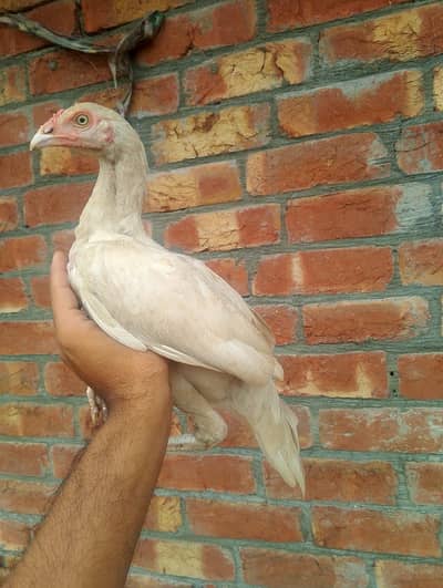 2 month chiks 1500 ka pice 6 month sindhi aseel 2500 03148637508