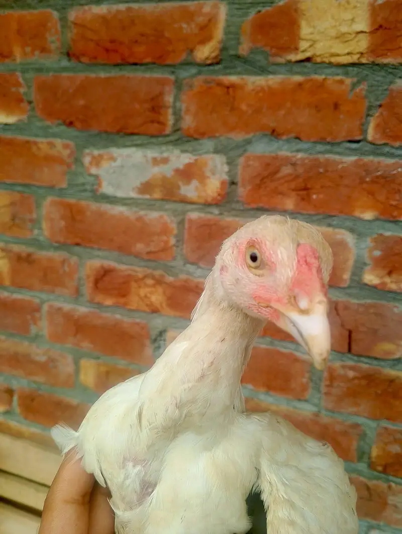2 month chiks 1500 ka pice 6 month sindhi aseel 2500 03148637508 — photo 2