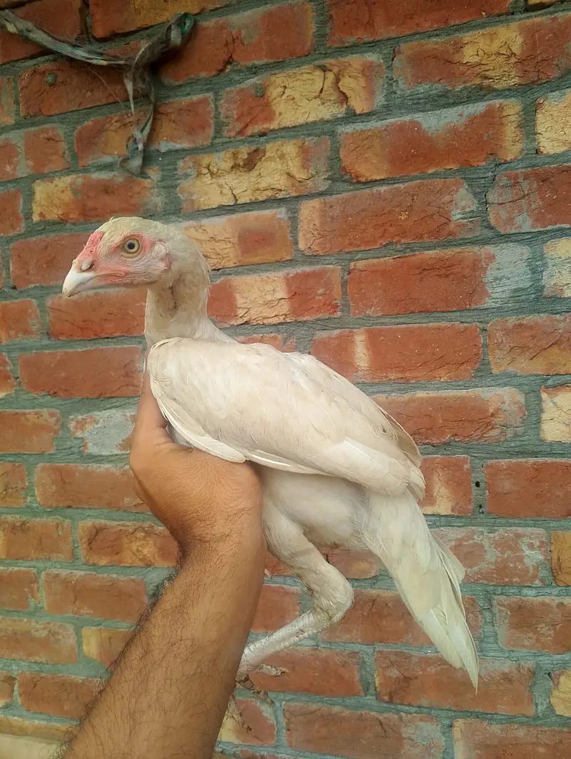 2 month chiks 1500 ka pice 6 month sindhi aseel 2500 03148637508 — photo 3
