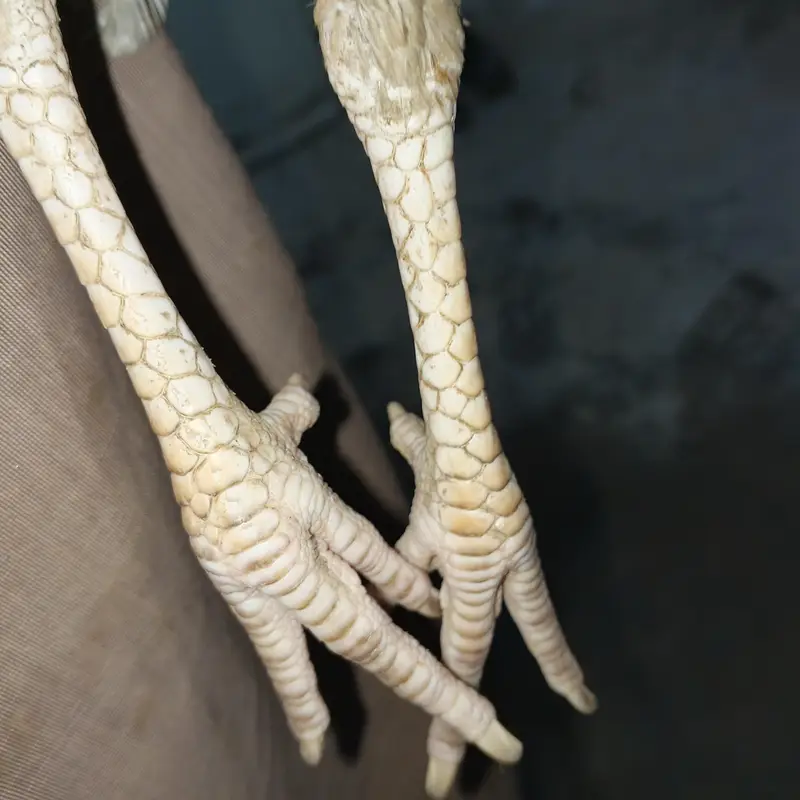 Chaina Aseel — photo 2