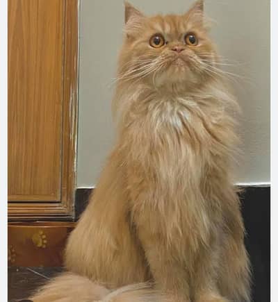 persion adult cat