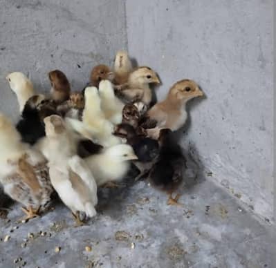 desi hen chicks
