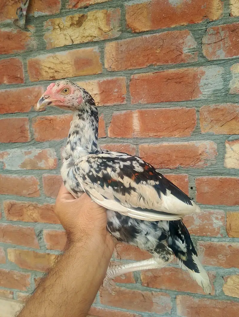 2 month chiks 1500 ka pice 6 month sindhi aseel 2500 03148637508 — photo 4