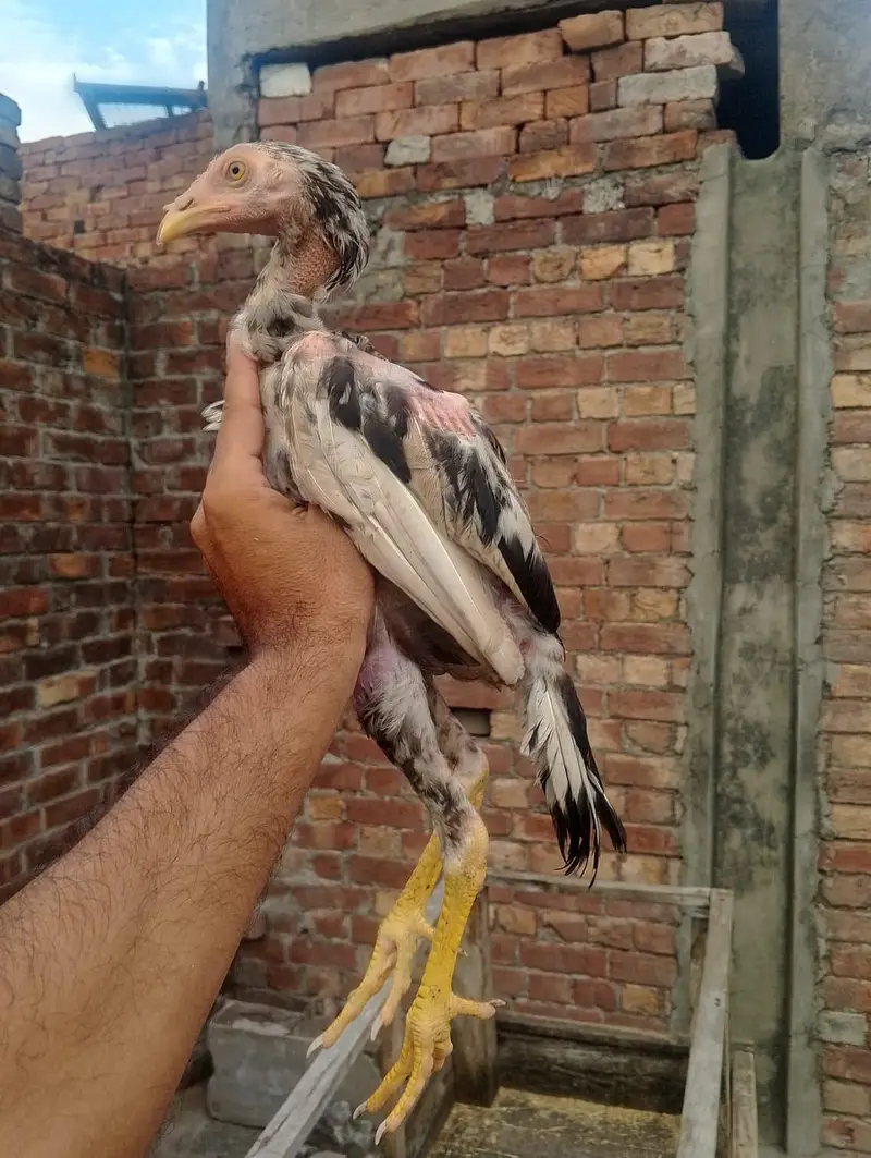 2 month chiks 1500 ka pice 6 month sindhi aseel 2500 03148637508 — photo 5
