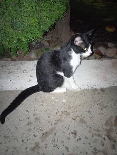 black and white Domestic cat — گھر میں پالی ہوئی بلی