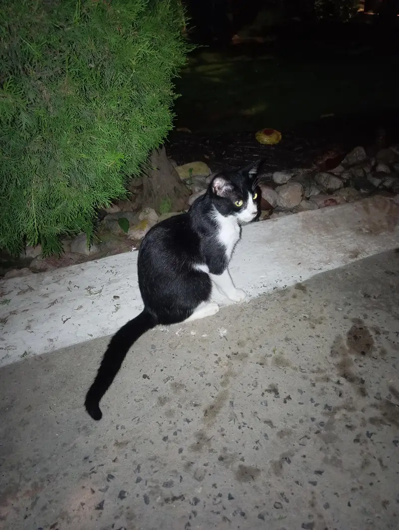 black and white Domestic cat — گھر میں پالی ہوئی بلی — photo 2