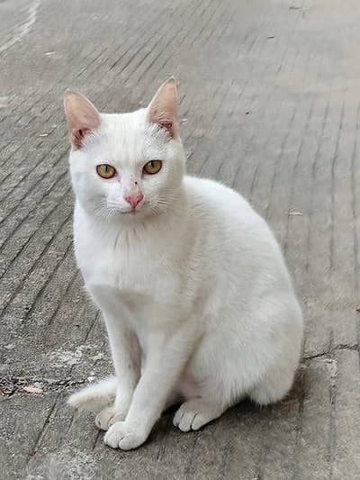 Khao manee cat  / male very beautiful  available, Rs only 6000