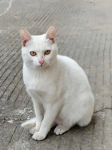 Khao manee cat  / male very beautiful  available, Rs only 6000