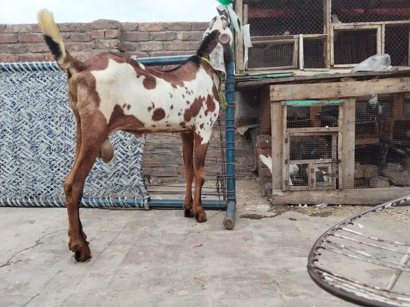 Pure Nagra Dabba #03274116585 — photo 3