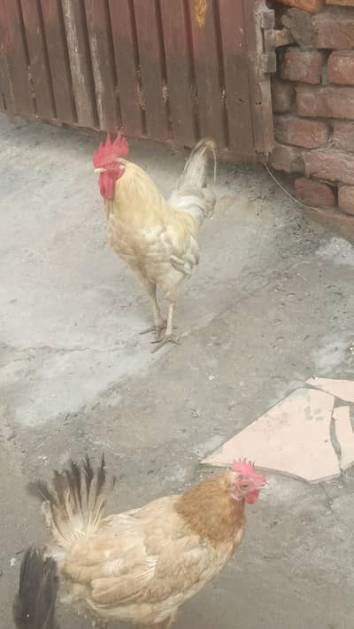 one murga and one murgi egg da Rahi h murgi