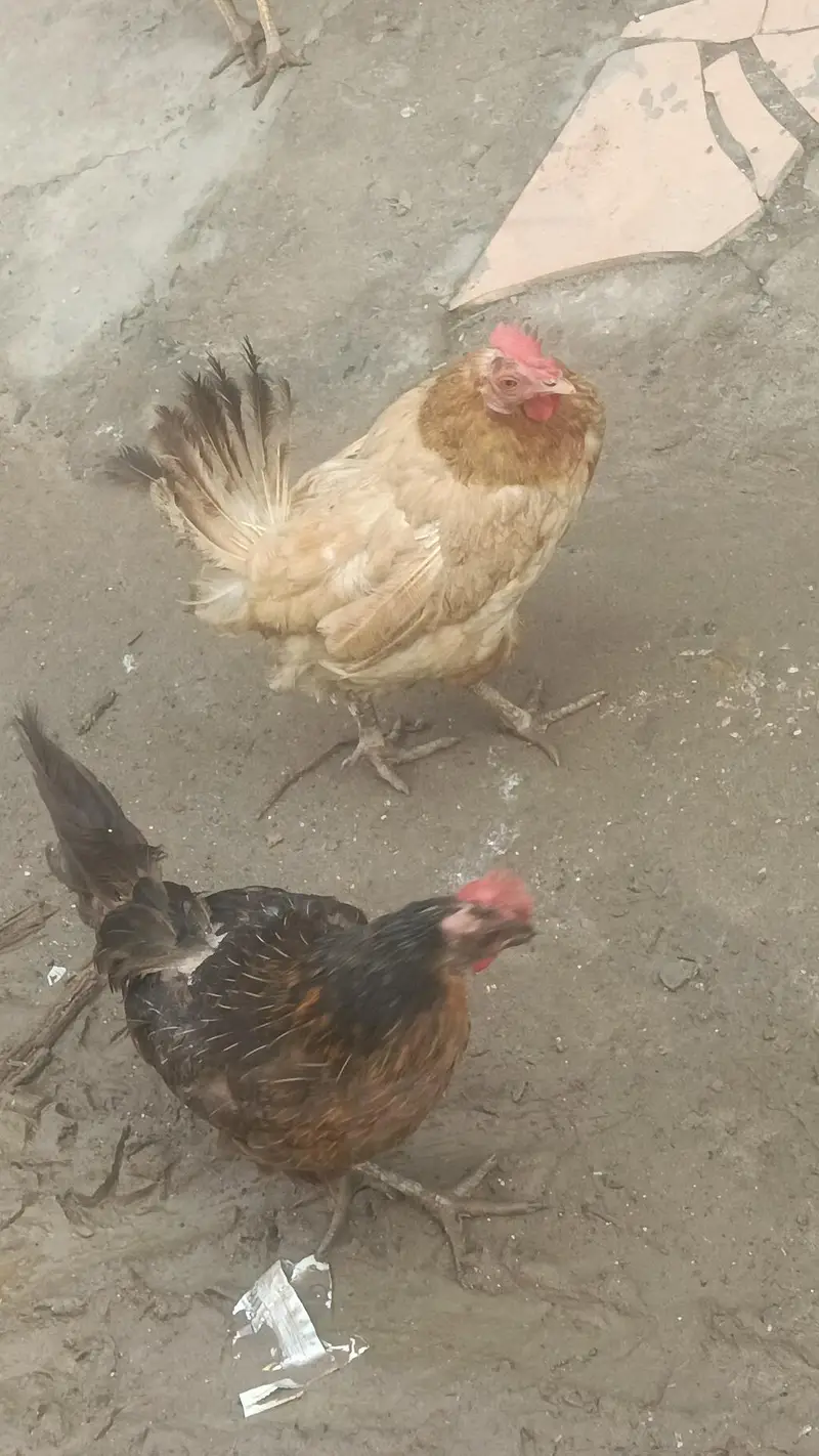 one murga and one murgi egg da Rahi h murgi — photo 2