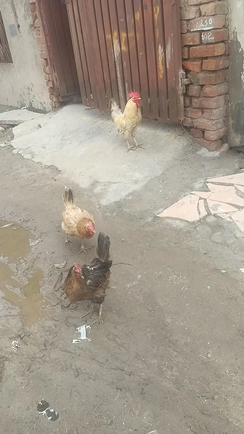 one murga and one murgi egg da Rahi h murgi — photo 3