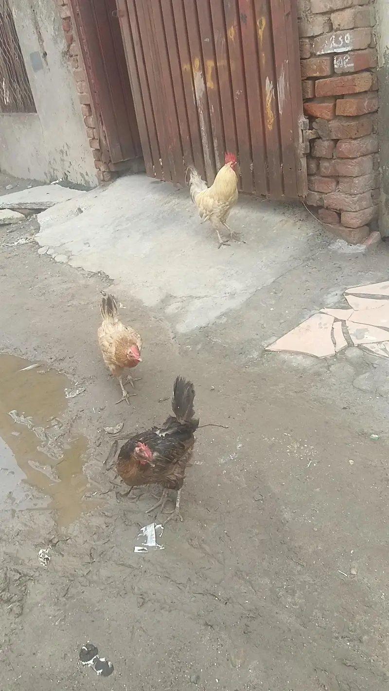one murga and one murgi egg da Rahi h murgi — photo 4