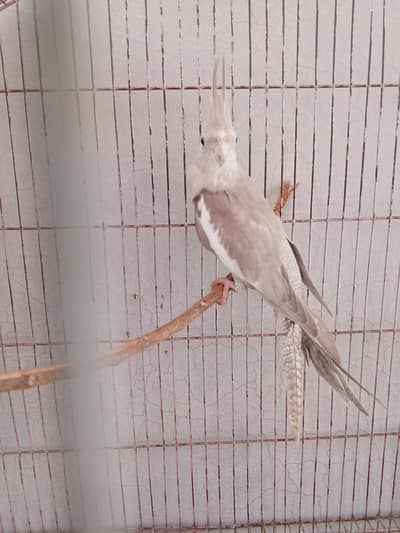 budgies cockatiels and finches for sale
