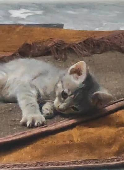 kitten for adoption