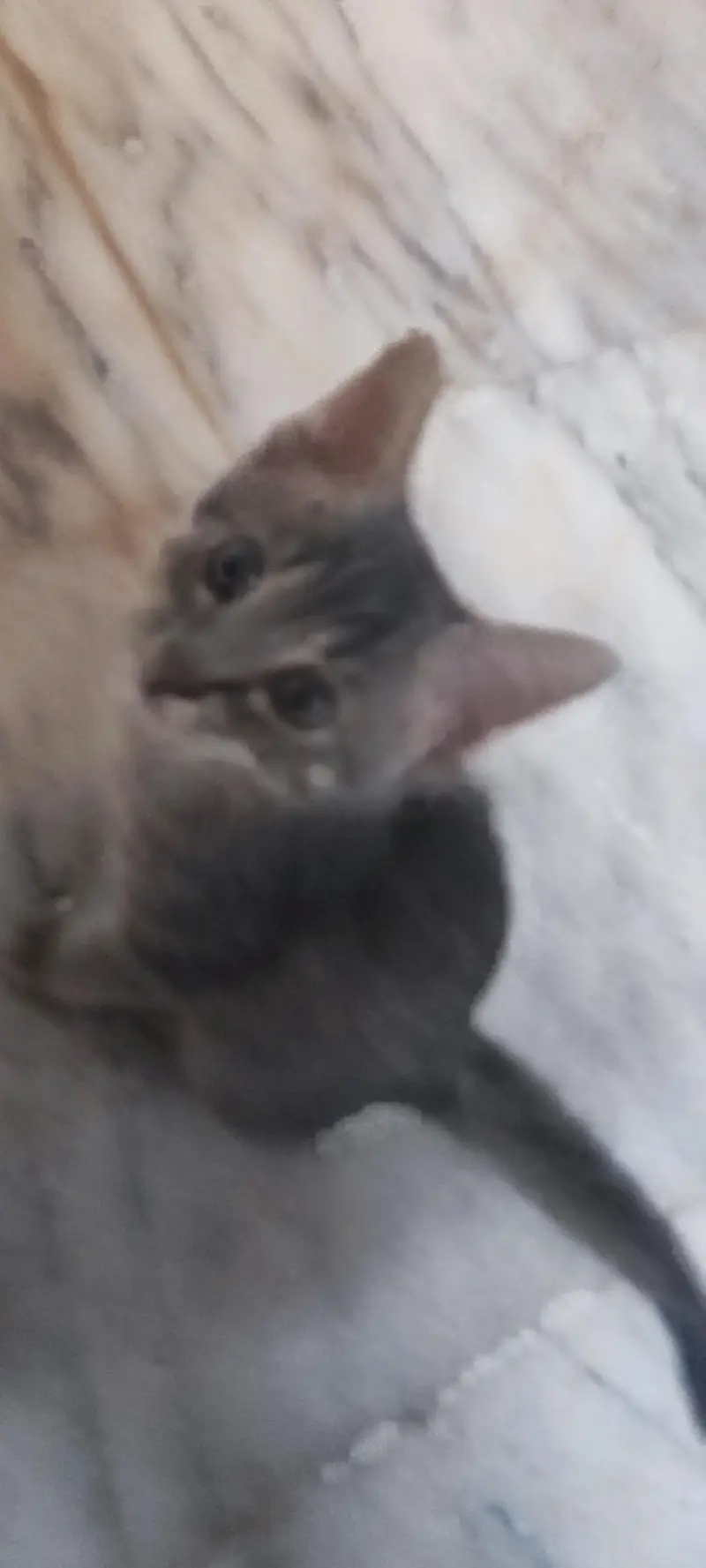 kitten for adoption — photo 2