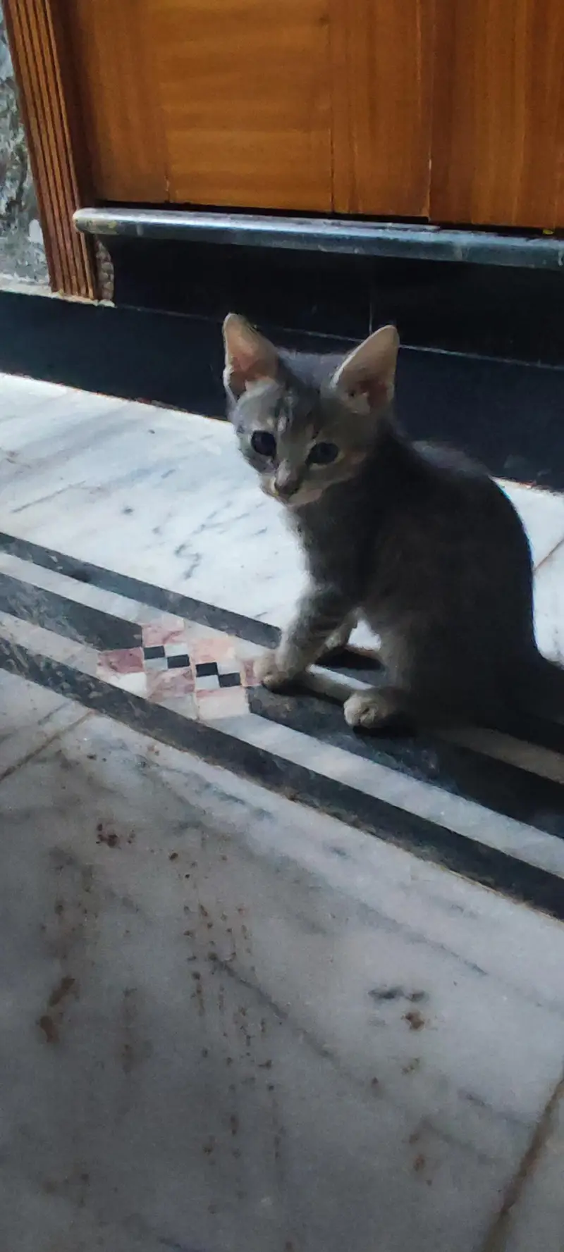 kitten for adoption — photo 3