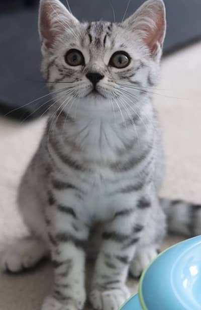 British Shorthair Kittens