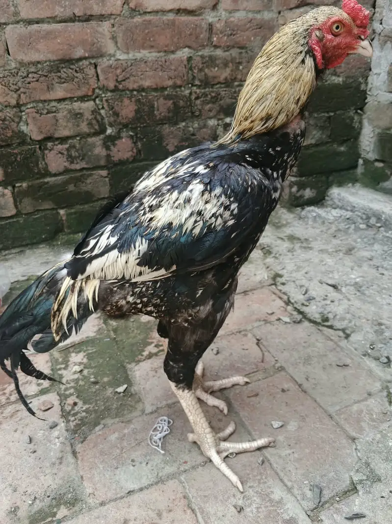 Best for breeding and Game — photo 2