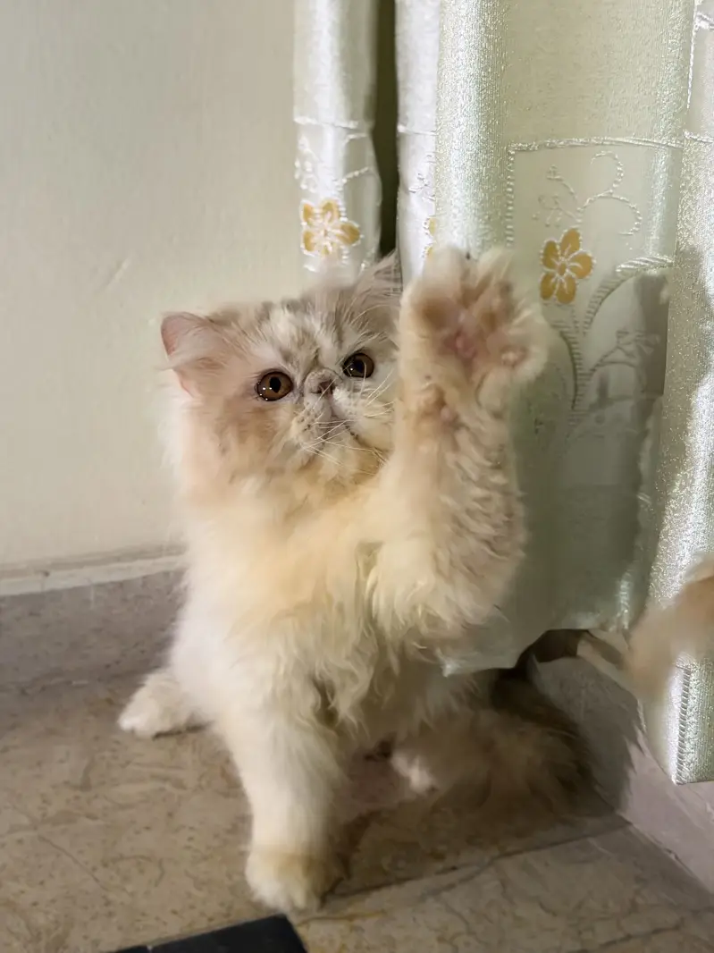 Peke Face Male Kitten — photo 3