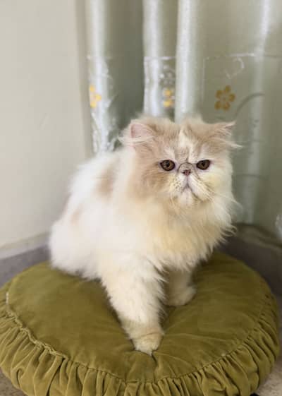 Peke Face Male Kitten